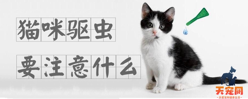 猫咪驱虫要注意什么