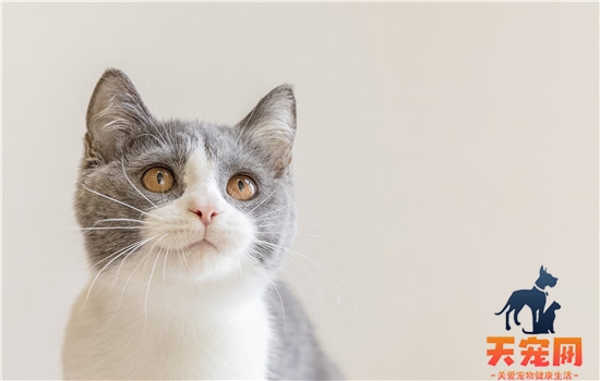 猫可以多久不吃东西 千万别让猫咪这样饿着哦！