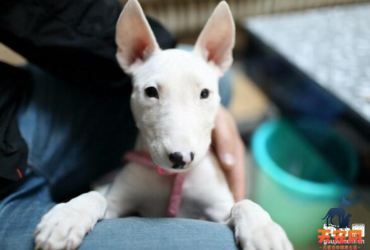 两个月牛头梗幼犬的饲养注意事项