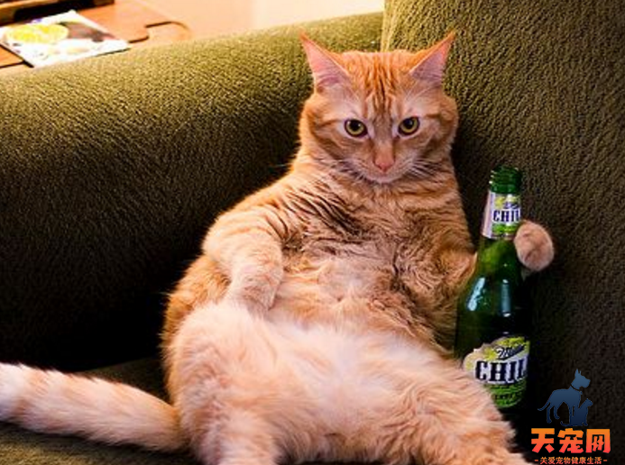 猫能喝啤酒吗