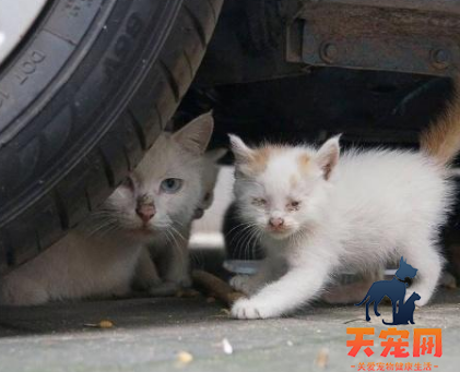 流浪猫为什么不攻击人类 流浪猫的生活依附于人类