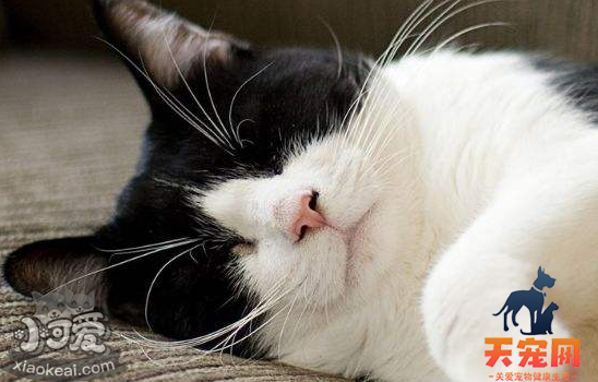 猫胰腺炎的症状及治疗 猫胰腺炎是什么症状