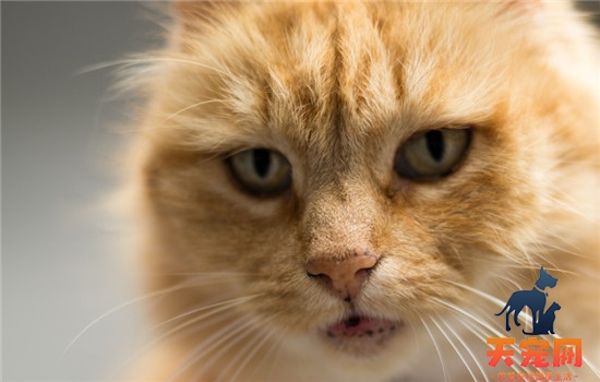 猫咪张着嘴巴呼吸急促 猫咪是得哮喘了吗