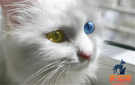 ​什么猫的眼睛是两种颜色的