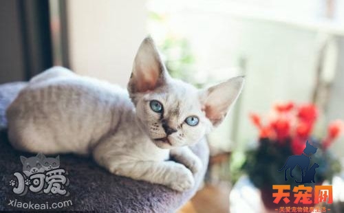 德文卷毛猫感冒吃什么药 德文卷毛猫感冒用药介绍