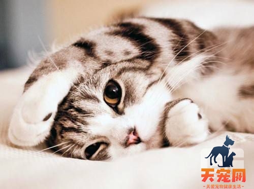 猫咪多少度算发烧 猫咪发烧处理方法