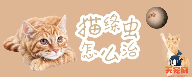 猫绦虫怎么治