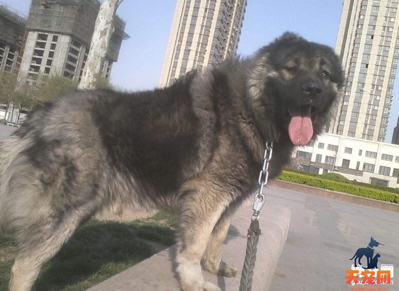 高加索犬体味重吗，高加索体味重怎么办