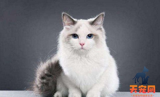 布偶猫脸小怎么回事