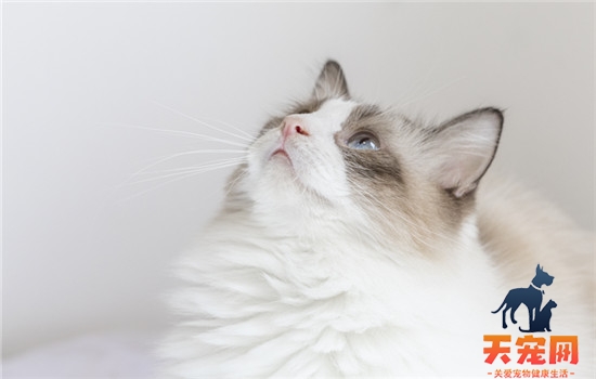 多少粒阿司匹林毒死猫