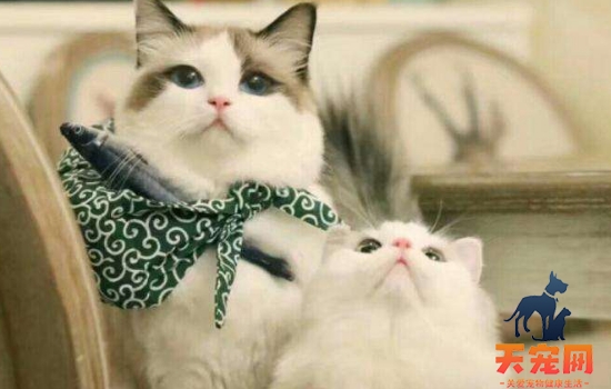 母猫对公猫要熟悉几天 要怎么样接触两只猫才没有敌意？