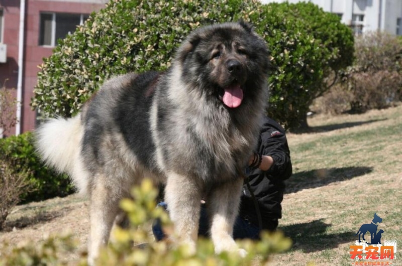导致高加索犬口臭的原因是什么