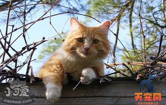 猫为什么会得猫藓 如何有效预防猫得猫藓