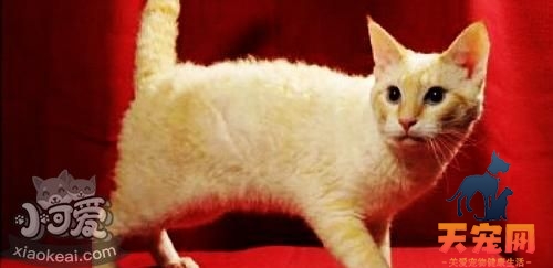拉邦猫长猫癣怎么办 猫癣治疗方法介绍