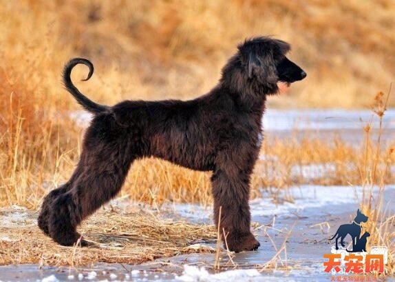 阿富汗猎犬不喝水怎么办