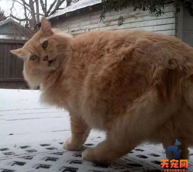 北京蓝色暴雪预警 看看这些猫第一次见到雪的反应吧！北京蓝色暴雪预警 看看这些猫第一次见到雪的反应吧！