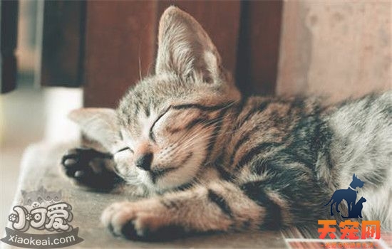猫瘟是什么 猫咪得猫瘟的症状是什么