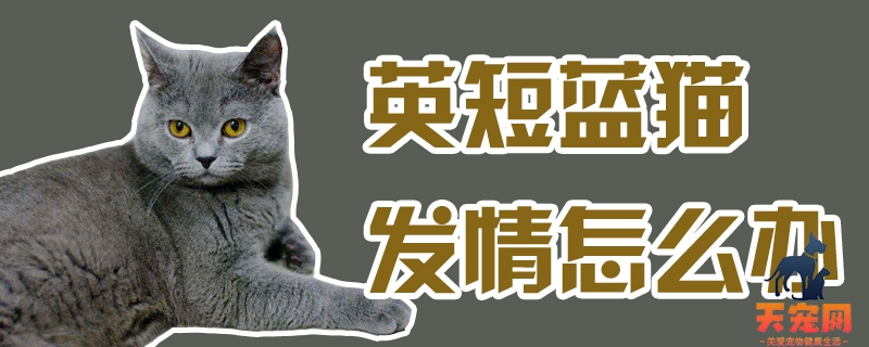 英短蓝猫发情怎么办