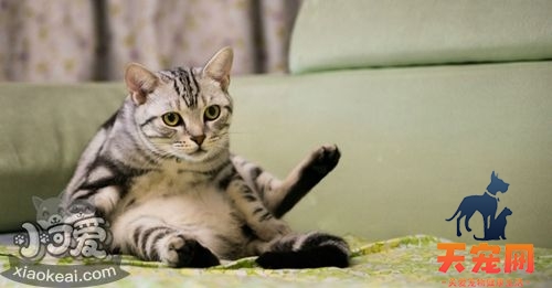 美国短毛猫喜欢抓沙发怎么办 训练美短不乱抓沙发