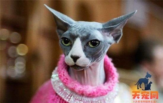三种常见的无毛猫 无毛猫其实并不是完全没有毛