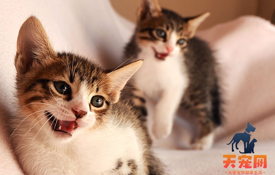 三色猫公猫有繁殖能力吗 是什么原因？