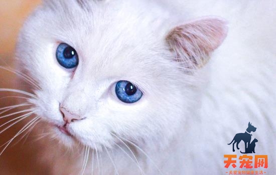 猫癣变黄了是什么阶段了
