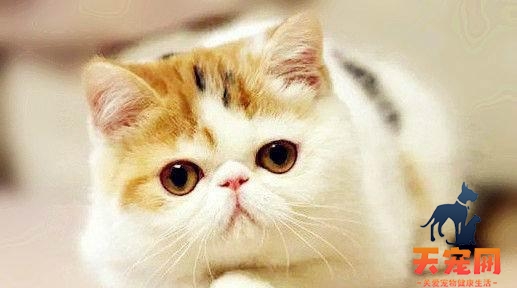 扁脸猫猫为什么贵 扁脸猫携带波斯猫的血统