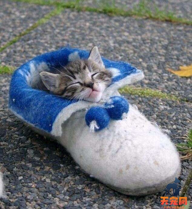 猫为什么喜欢趴在脚上鞋上 猫为什么喜欢蹲在鞋子上