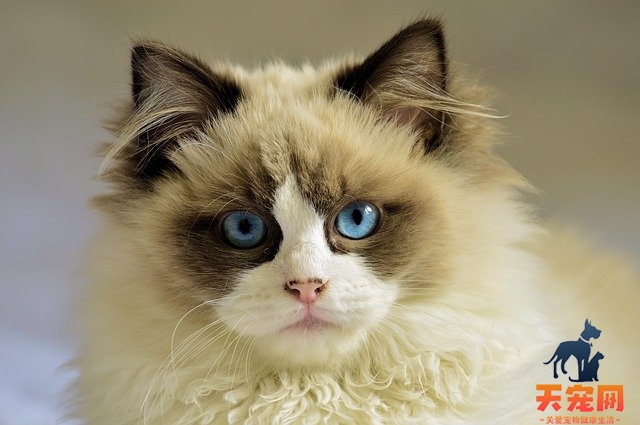 如何让猫咪在笼子里不叫