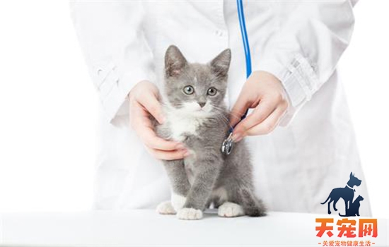 猫咪哪些情况不可以打疫苗 注射疫苗需要知道这些事