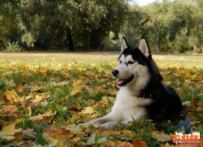 阿拉斯加犬体味不可怕，注意几招就可破