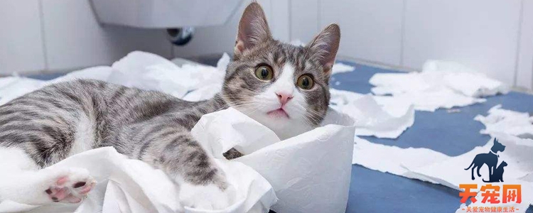 猫砂盆怎么洗 这样清洁看着太舒爽啦!