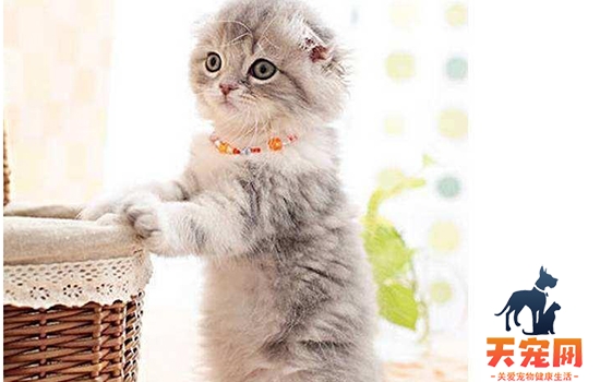 体型最小的猫 你听说过“阴沟猫”吗？