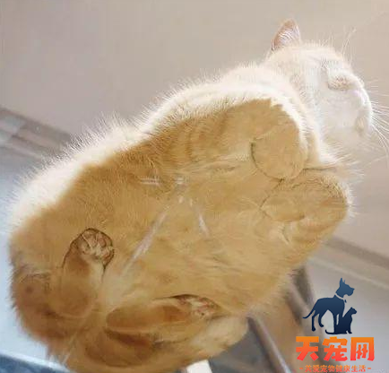 猫为什么能爬玻璃 猫为什么喜欢爬窗户