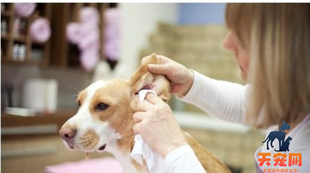 狗狗耳朵脏了该怎么办？如何给狗狗清理耳朵呢？