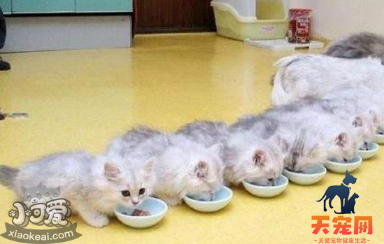 猫有分泌物了多久生 猫咪生产时需要注意什么