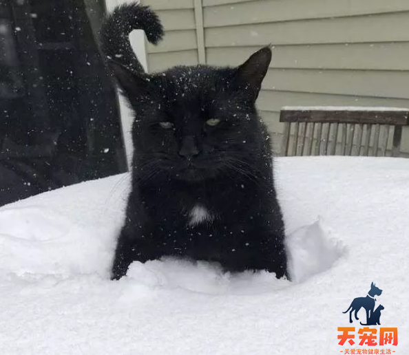 北京蓝色暴雪预警 看看这些猫第一次见到雪的反应吧！