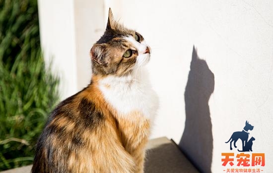 猫可以吃啥