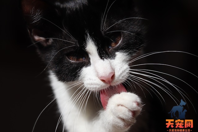 晚上叫的猫是公猫还是母猫