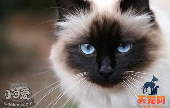 猫咪眼睛红肿怎么办 猫咪眼睛红肿有分泌物是怎么回事