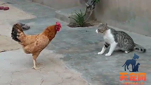 猫为什么打不过鸡 猫为什么怕公鸡呢