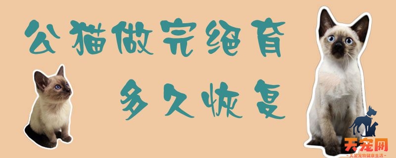 公猫做完绝育多久恢复