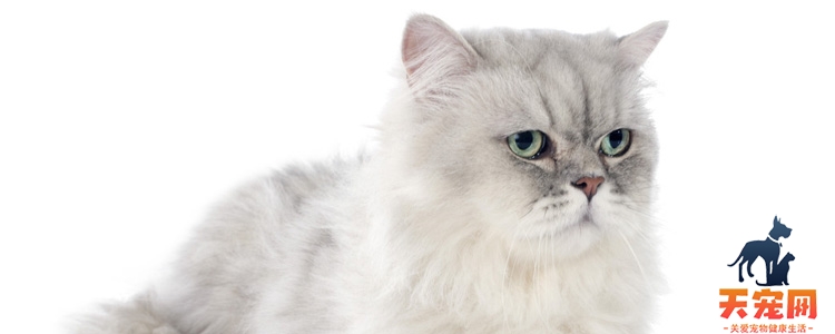 猫为什么老是有眼屎怎么回事 幼猫为什么眼睛出现很多眼屎