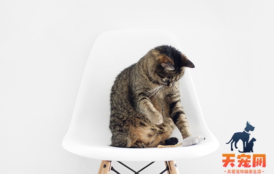 猫为什么会尿路阻塞 阻塞超过42小时会死的！