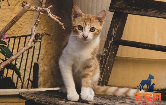 猫咪从根部掉了一根胡子