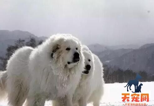 大白熊犬掉毛期怎么做美容护理