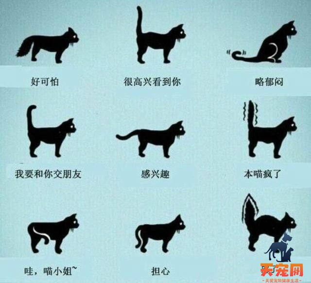 猫尾巴炸毛怎么回事 尾巴炸毛的信息你都掌握了吗