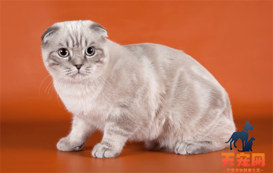 ​纯白高地猫是什么品种