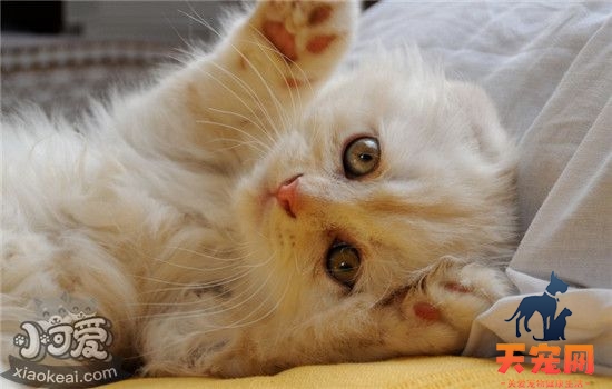 猫咪到处拉屎怎么办 如何改正猫咪到处拉屎的坏习
