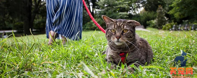 折耳猫能活多久 折耳猫寿命和是否纯合子有关吗